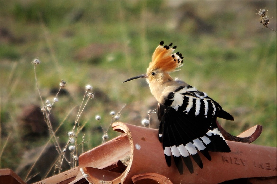 Common Hoopoe