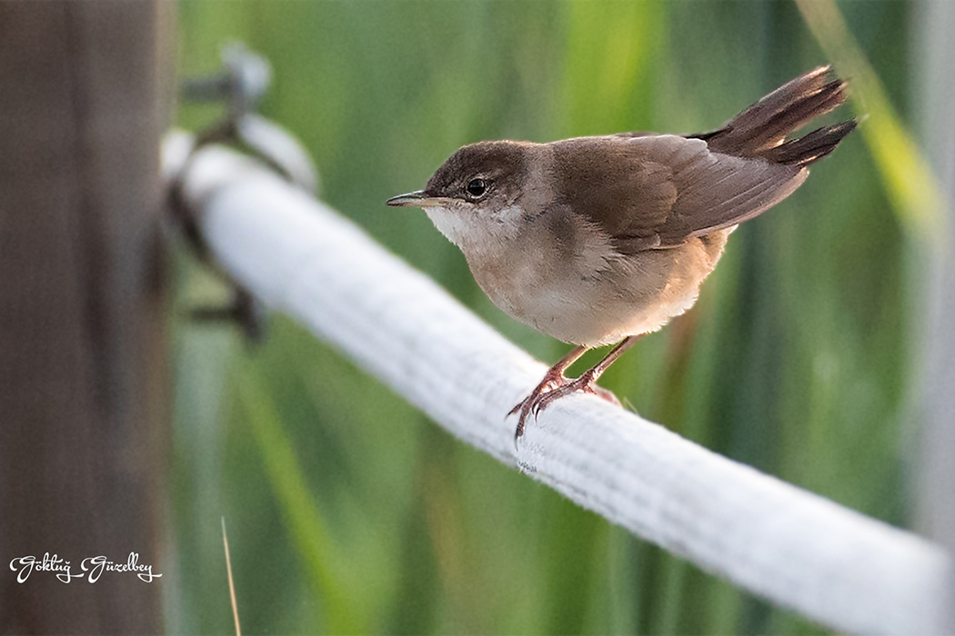 Savi`s Warbler