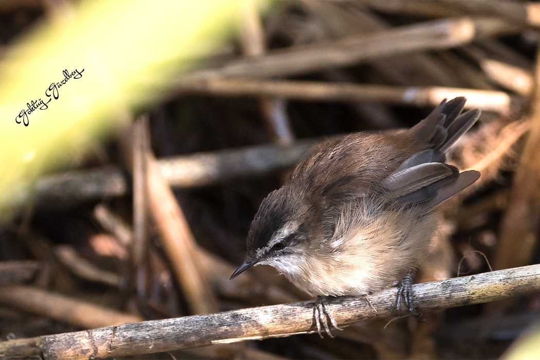 Moustached Warbler