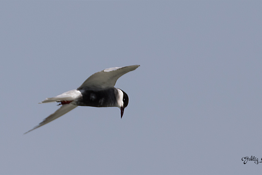 Whiskered Tern