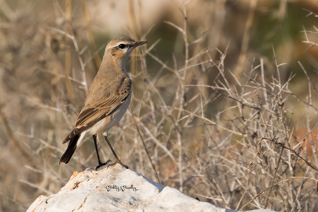 Isabelline Wheatear