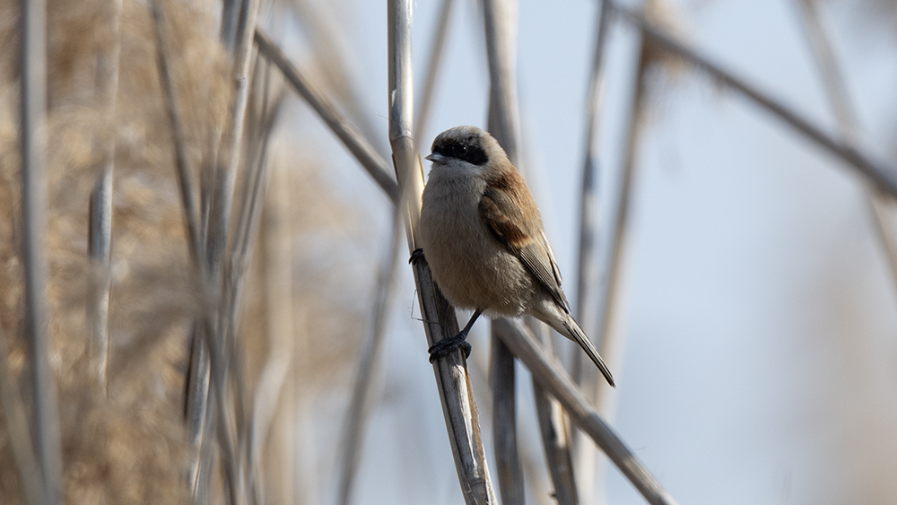 Eurasian Penduline Tit