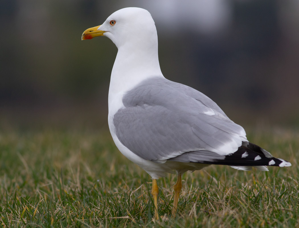 Yellow-legged Gull
