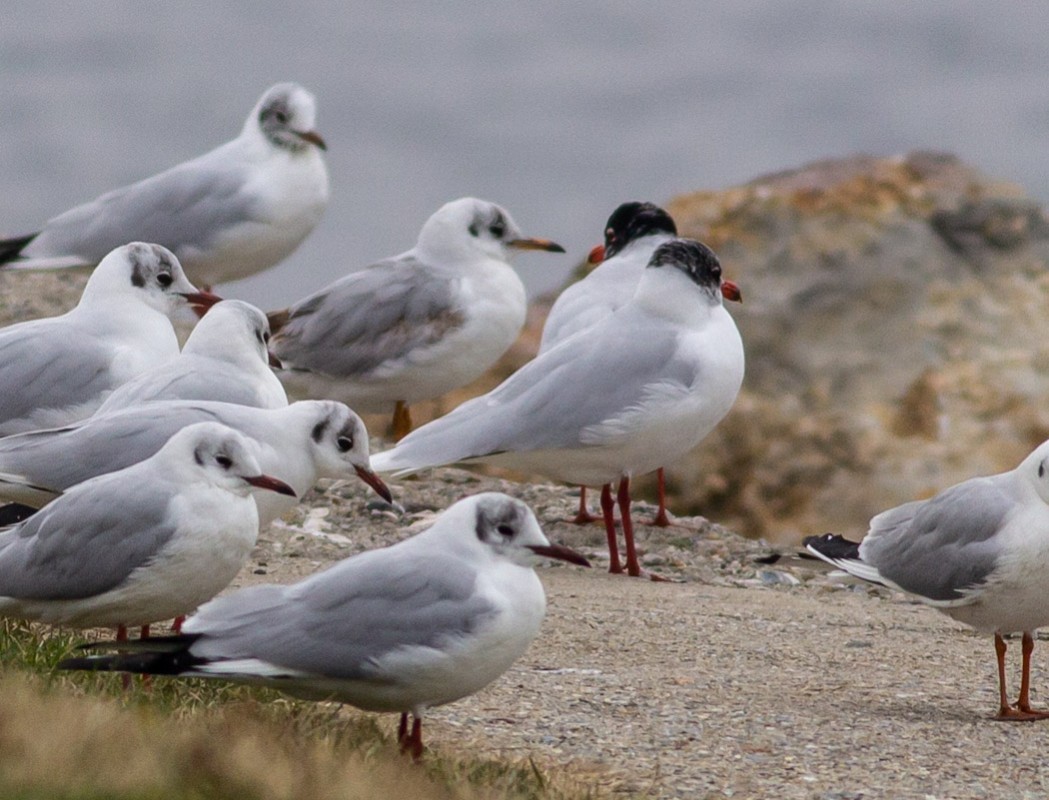 Mediterranean Gull