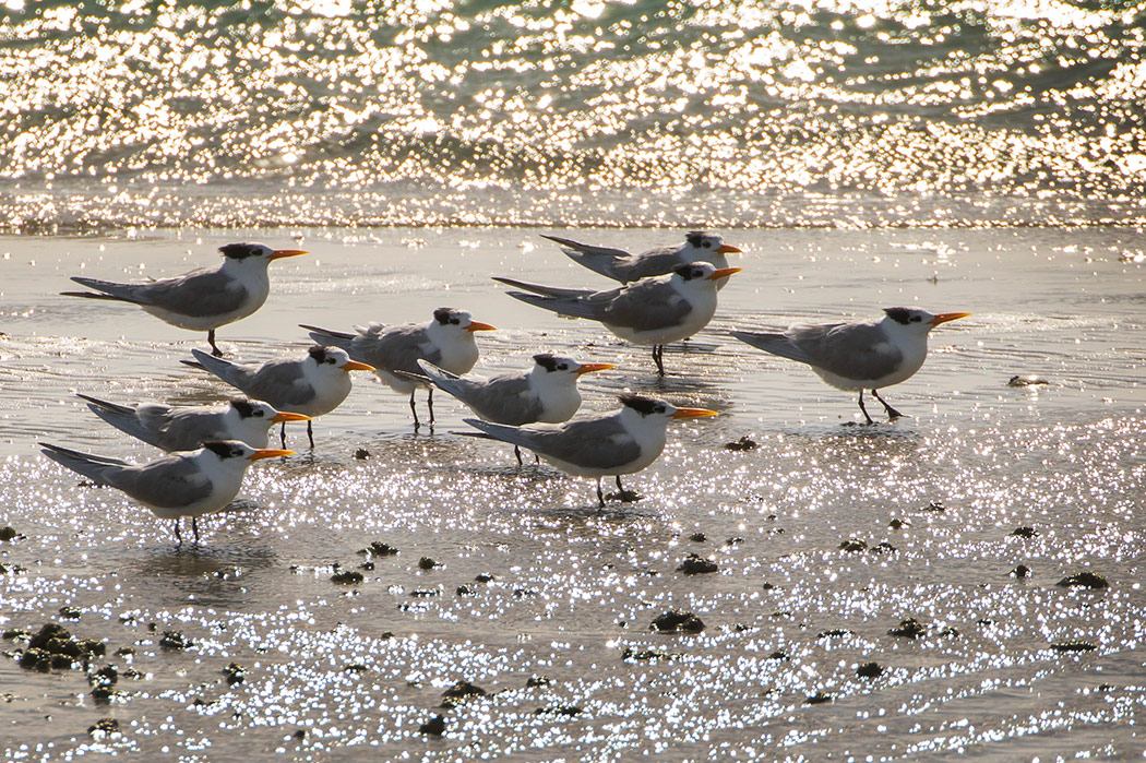 Lesser Crested Tern