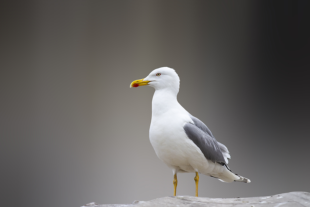 Yellow-legged Gull