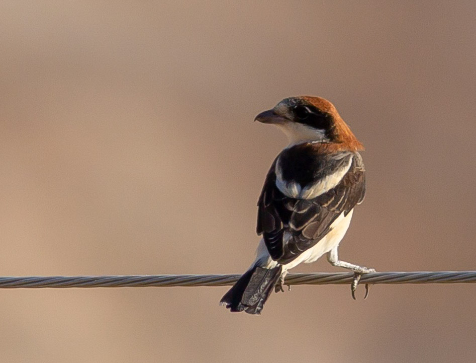 Woodchat Shrike