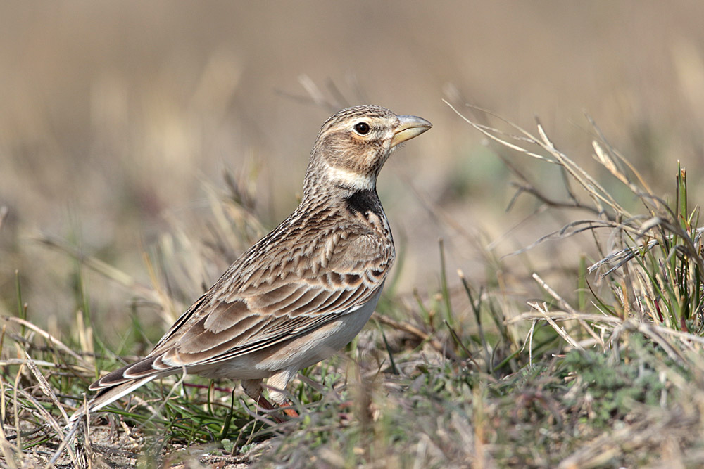 Calandra Lark