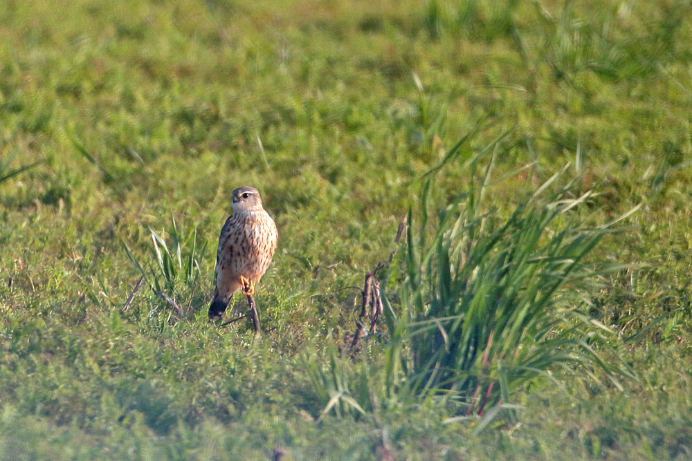 Merlin