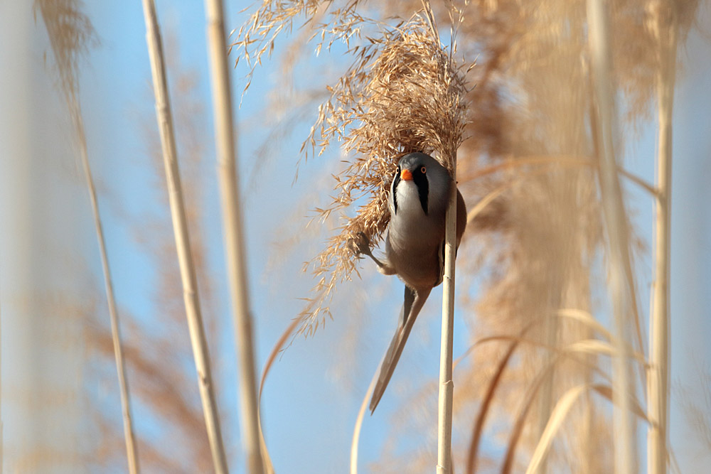 Bearded Reedling