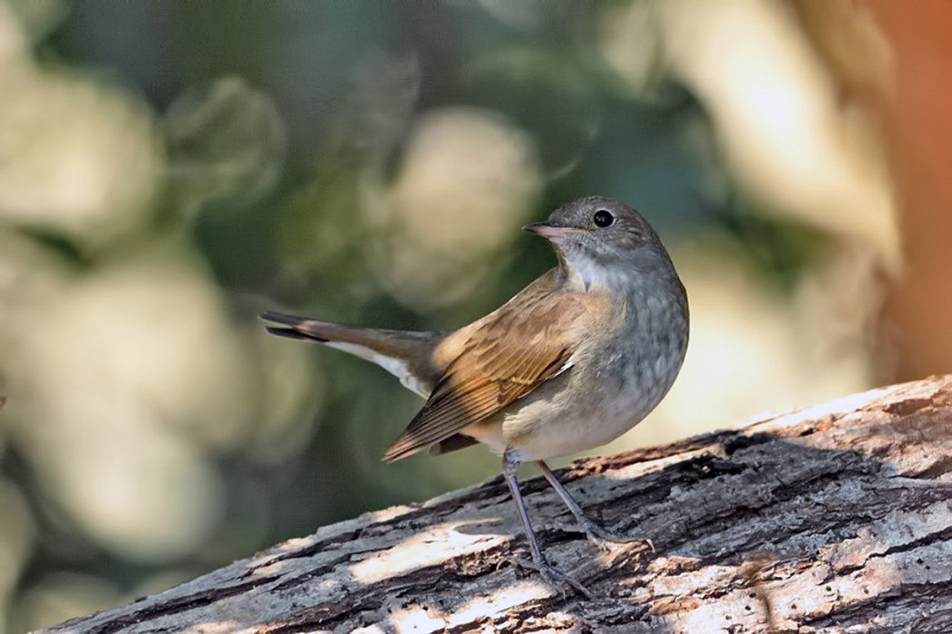 Thrush Nightingale