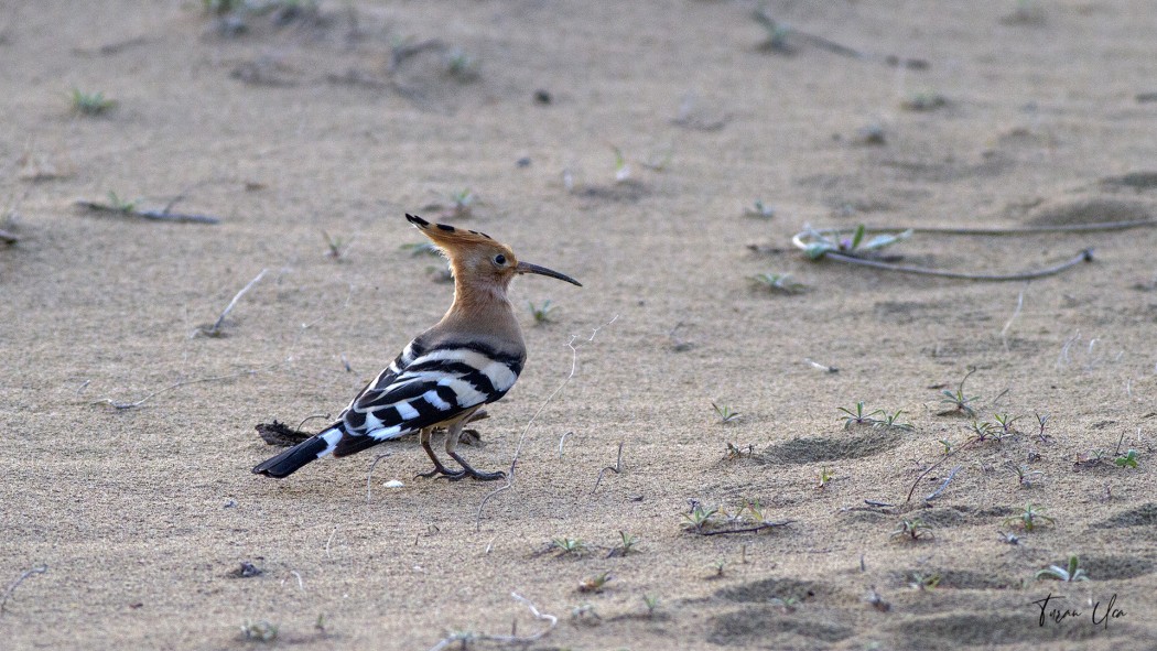 Common Hoopoe