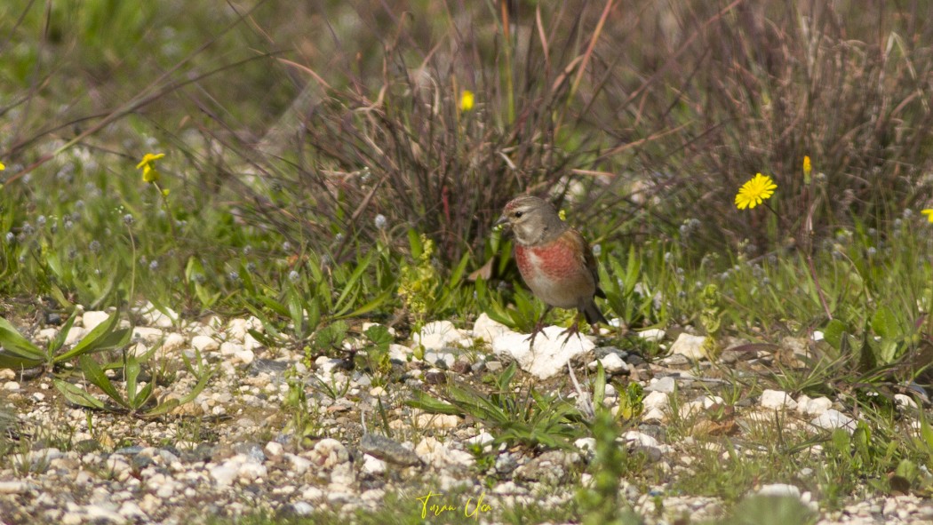 Common Linnet