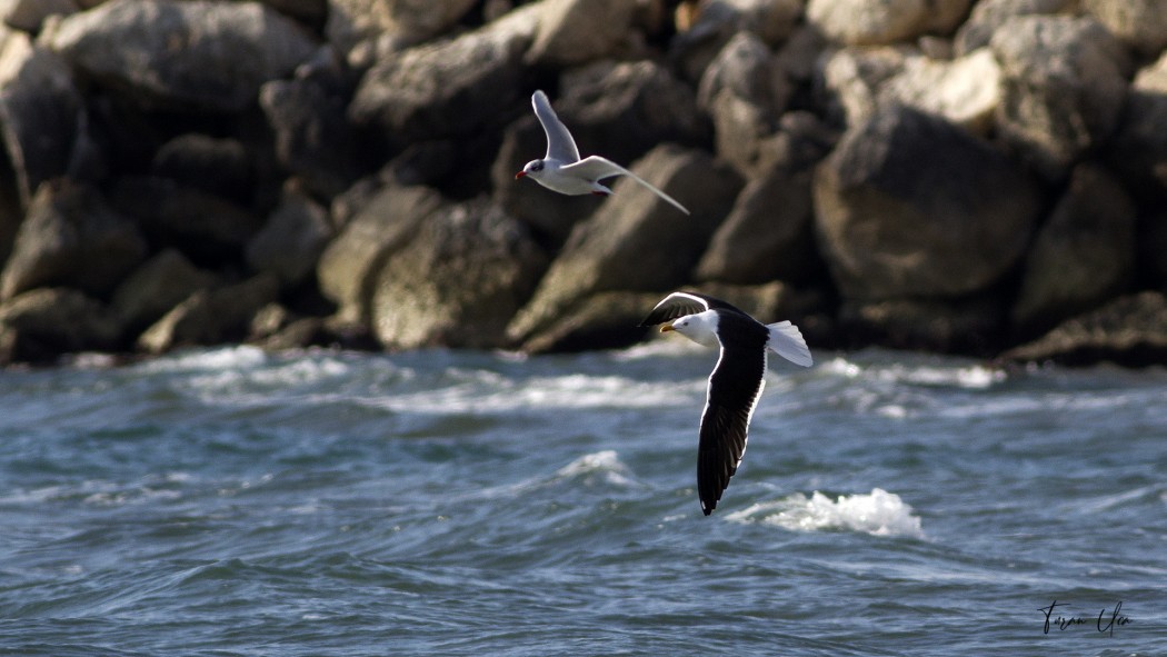 Lesser Black-backed Gull