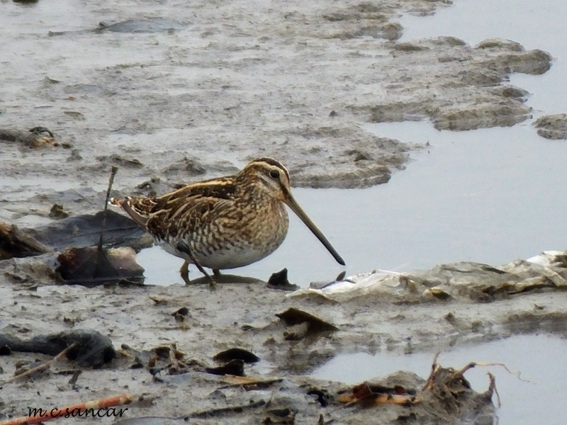 Common Snipe
