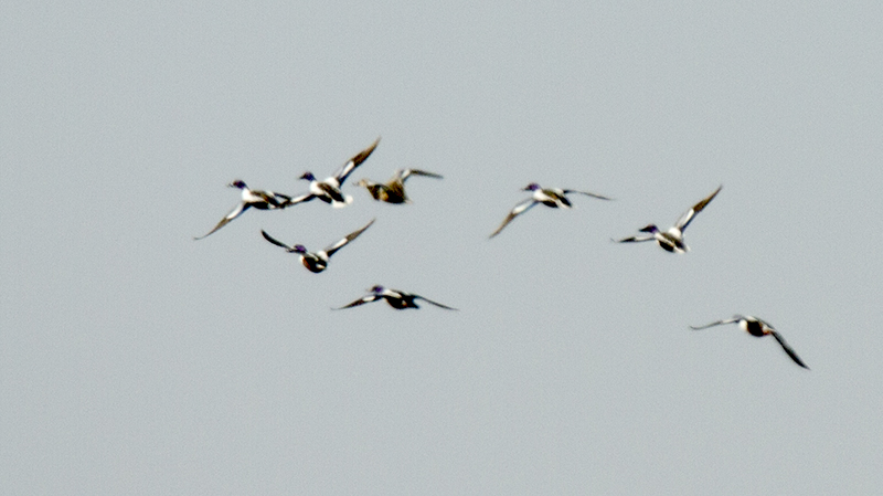 Northern Shoveler