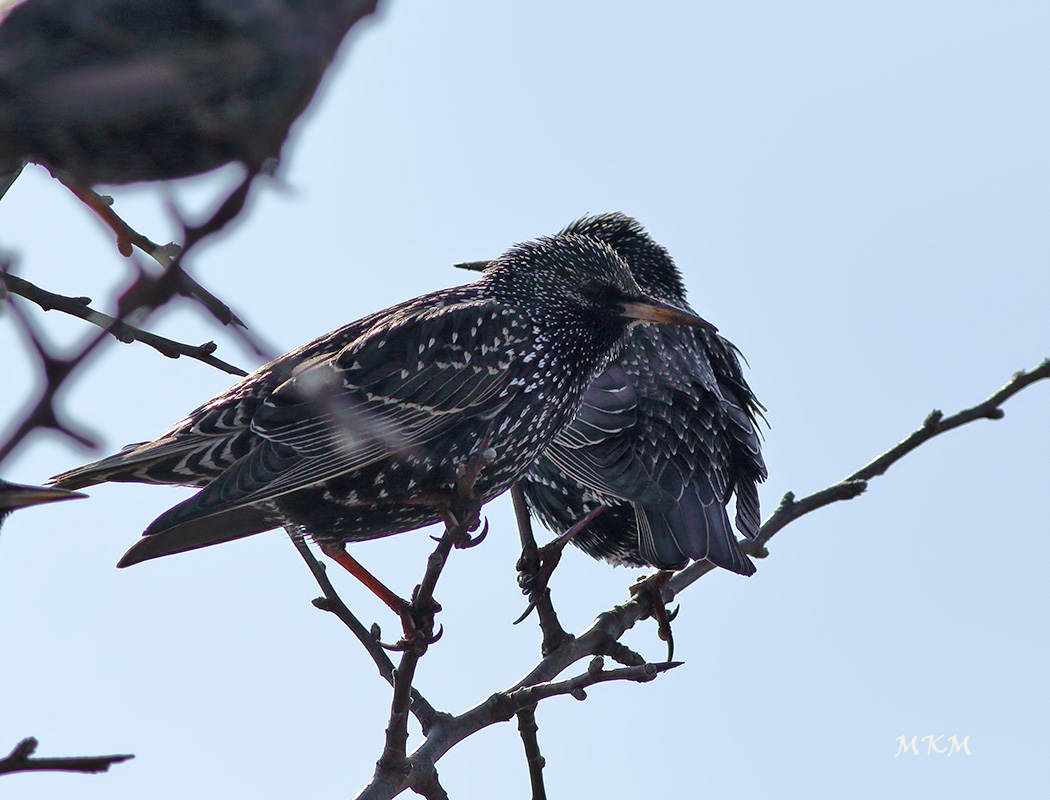 Common Starling