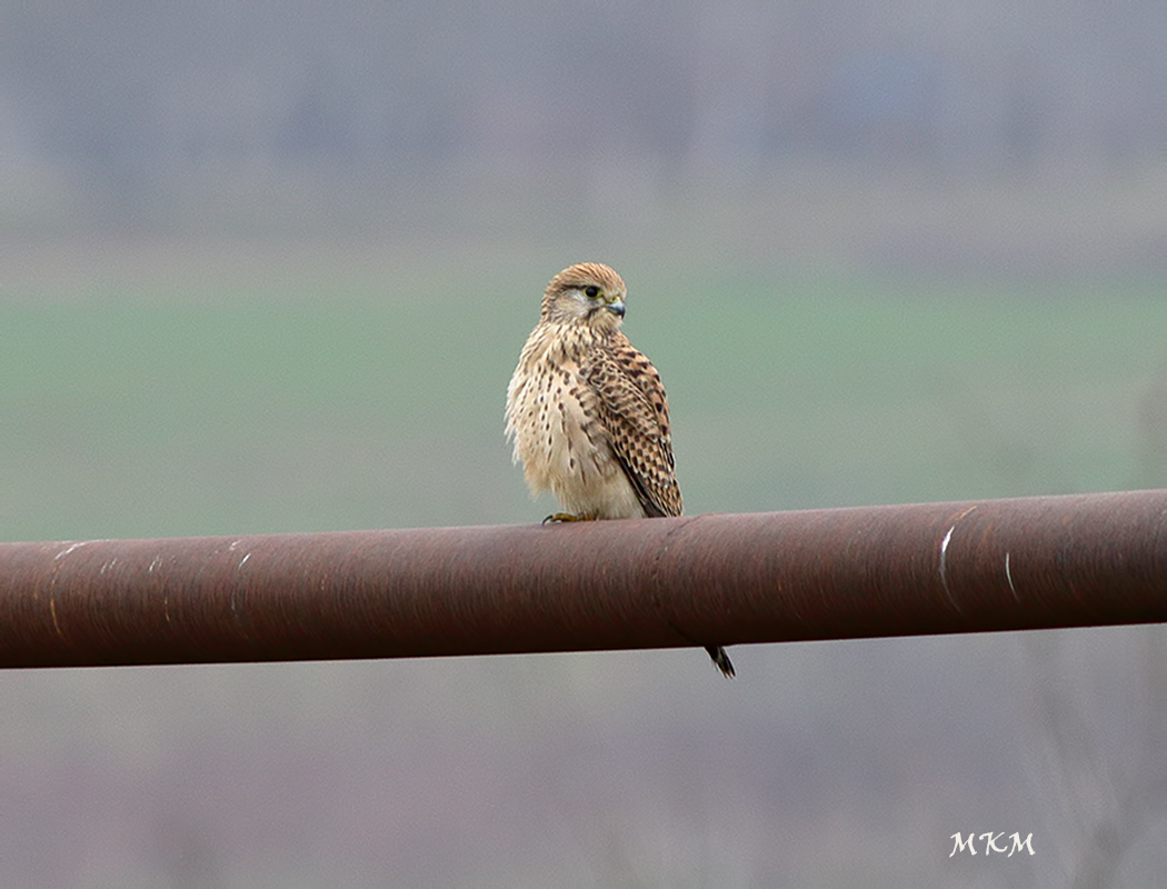 Common Kestrel
