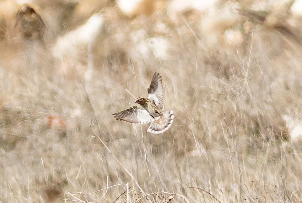 Rock Sparrow