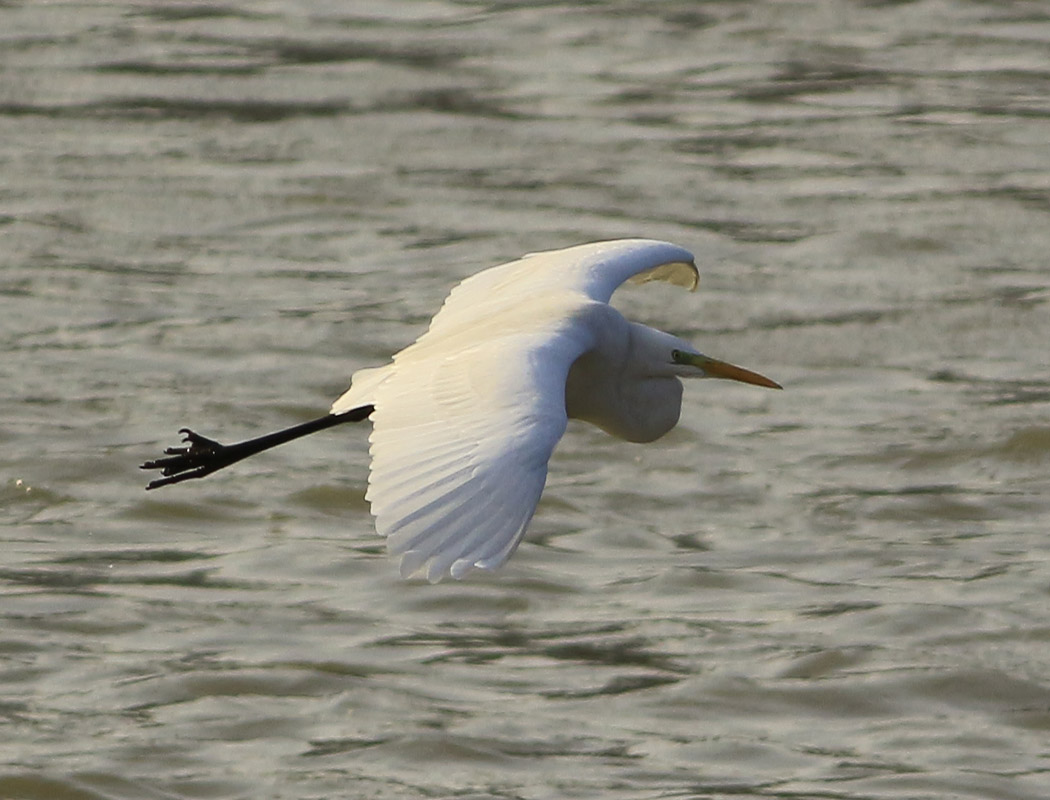 Great Egret