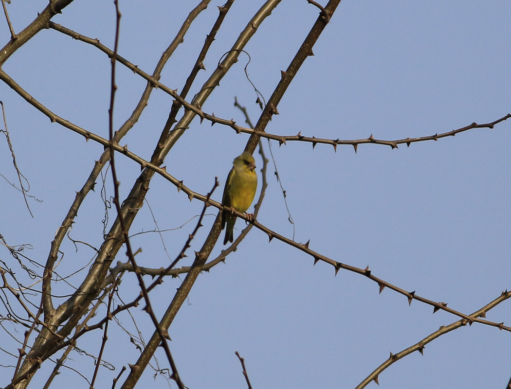 European Greenfinch