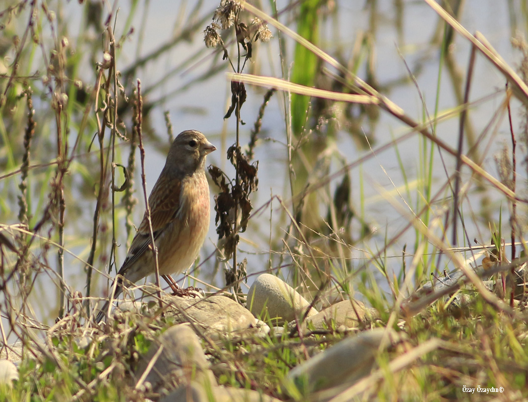 Common Linnet
