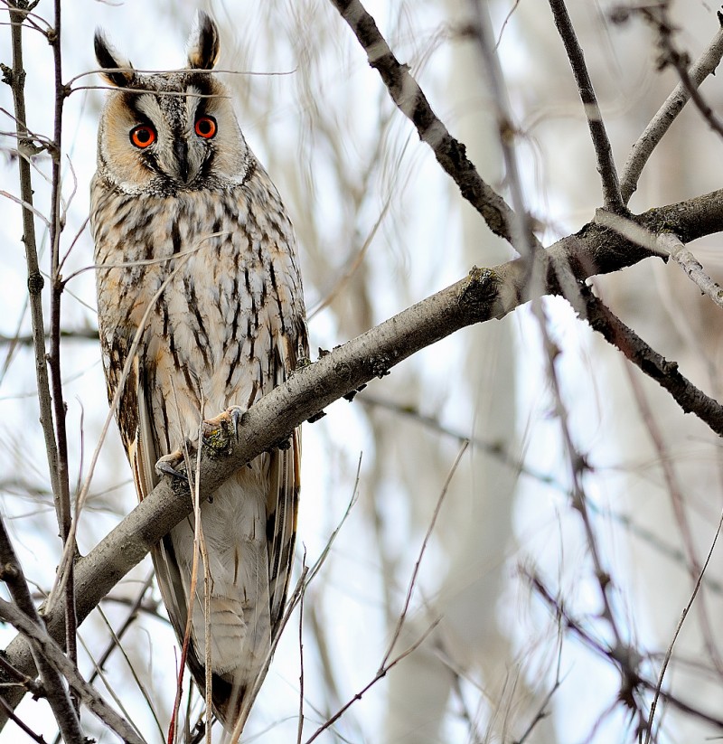 Long-eared Owl
