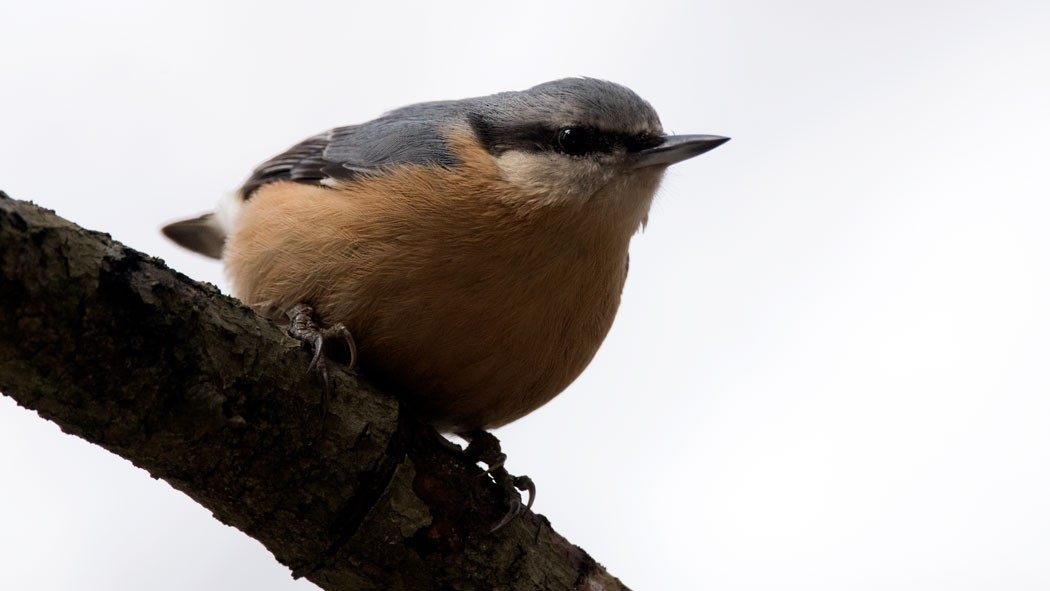 Eurasian Nuthatch