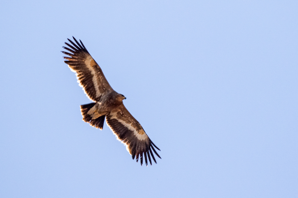 Steppe Eagle