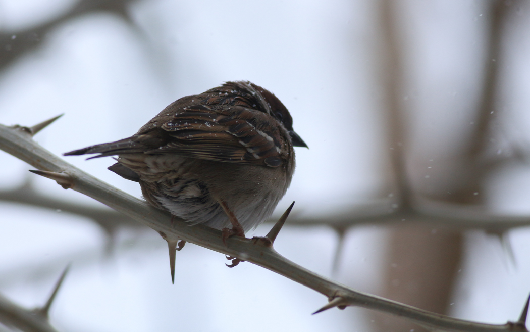 Eurasian Tree Sparrow