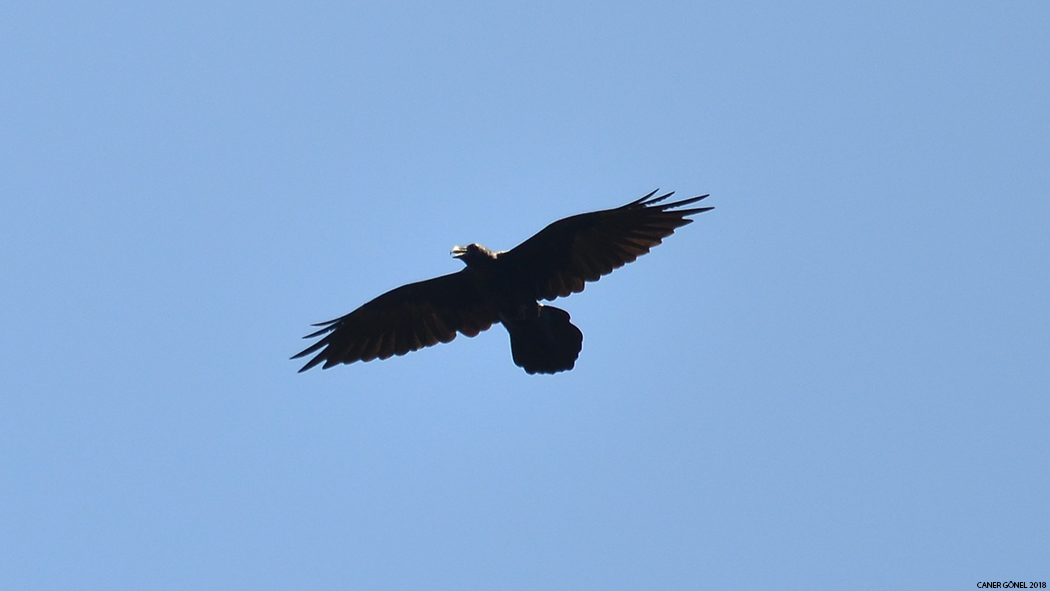 Northern Raven