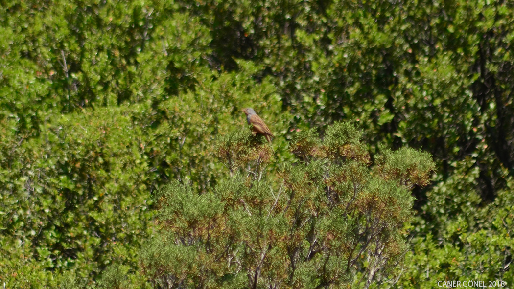 Cretzschmar`s Bunting