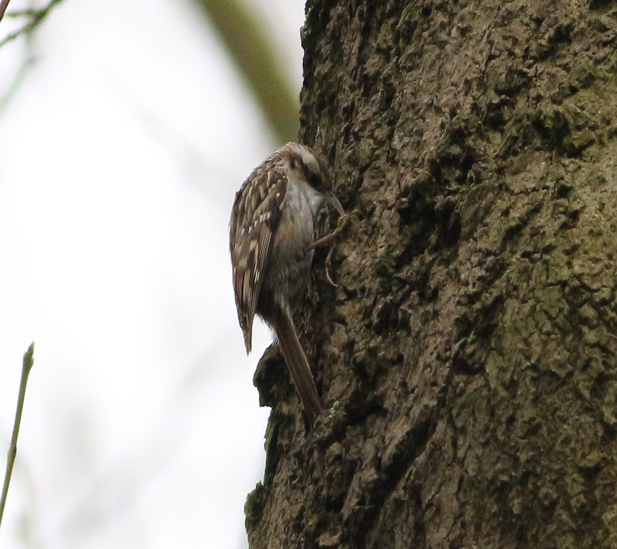 Short-toed Treecreeper