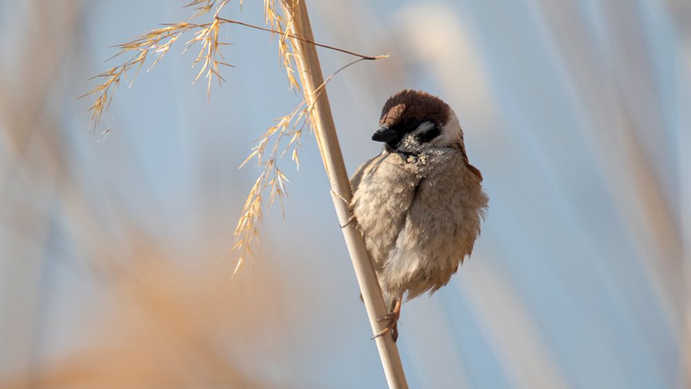 Eurasian Tree Sparrow