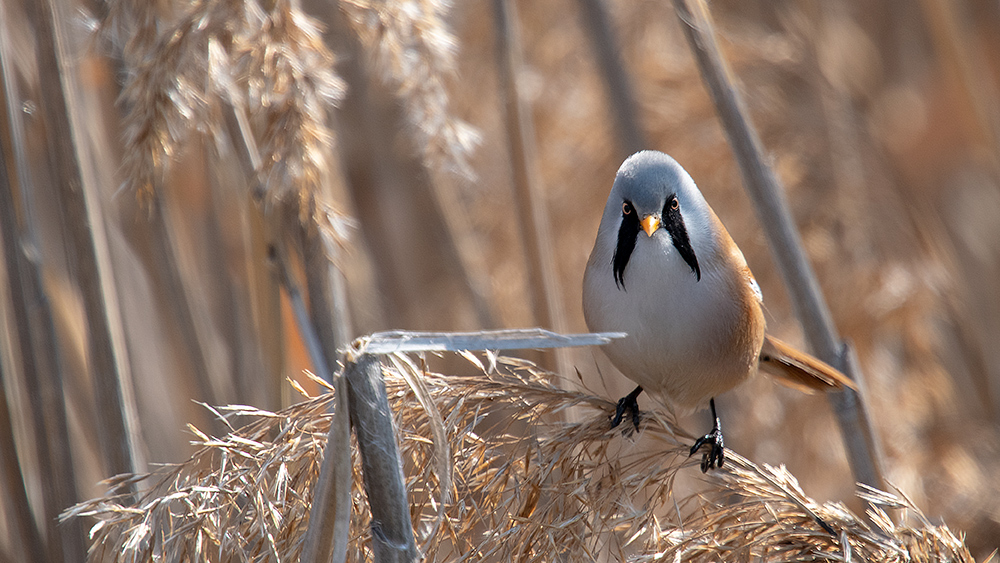 Bearded Reedling