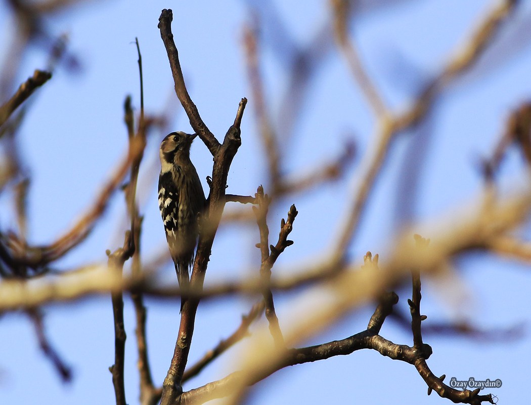 Lesser Spotted Woodpecker