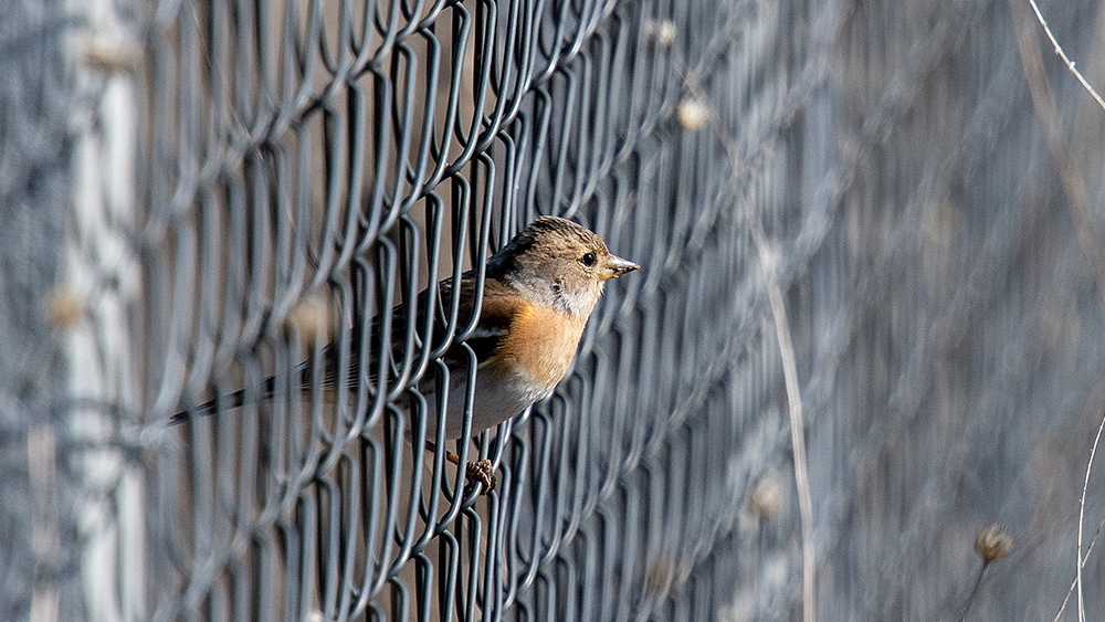 Brambling