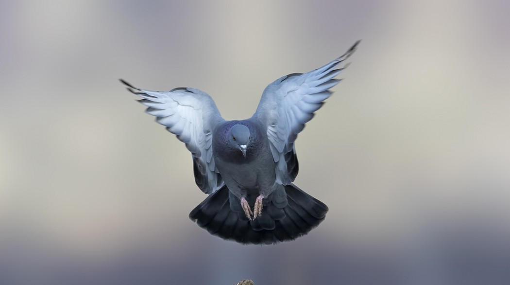 Rock Dove