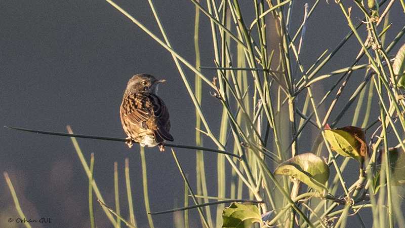 Dunnock