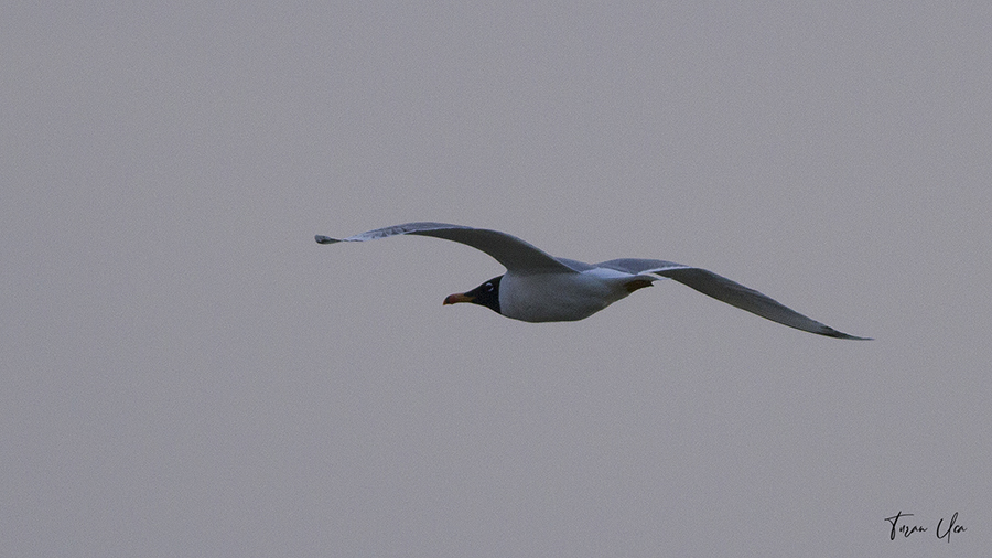 Pallas`s Gull