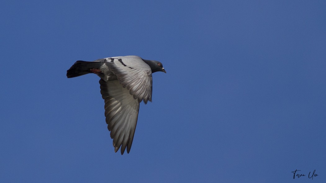 Rock Dove