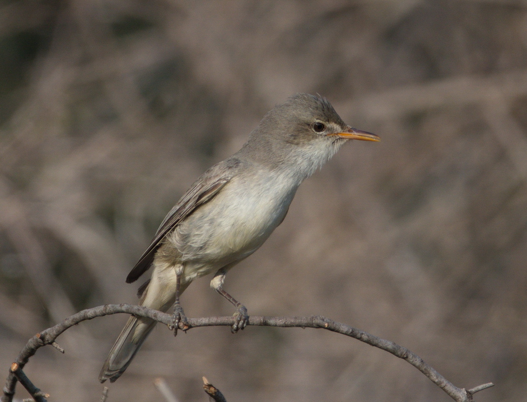 Olive-tree Warbler