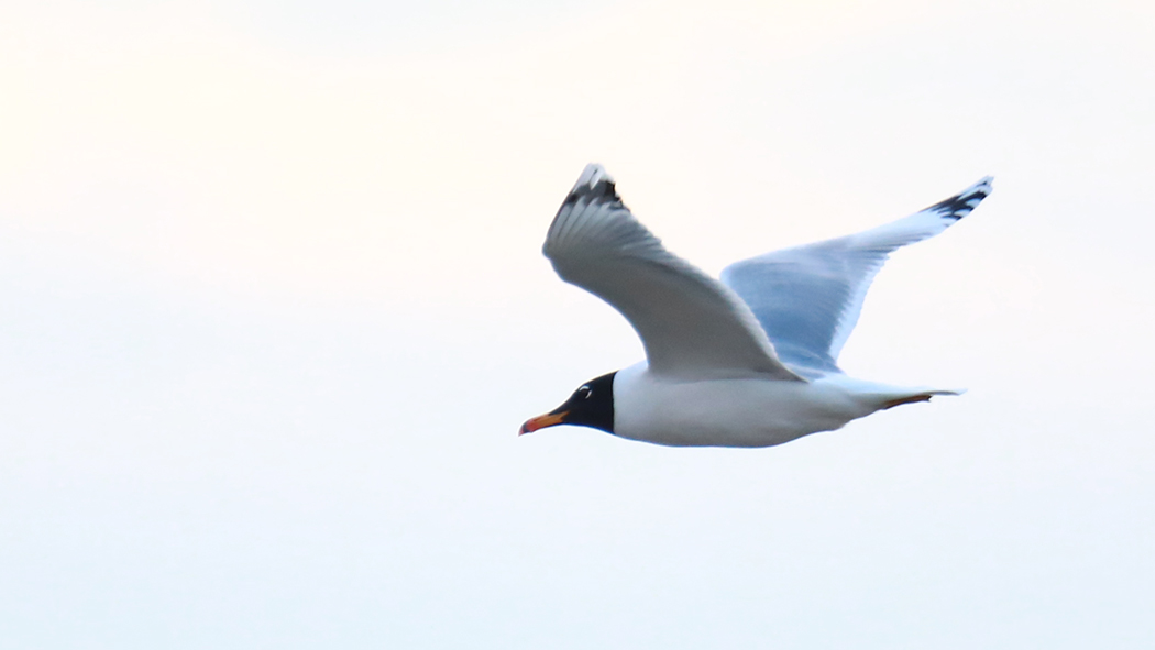 Pallas`s Gull