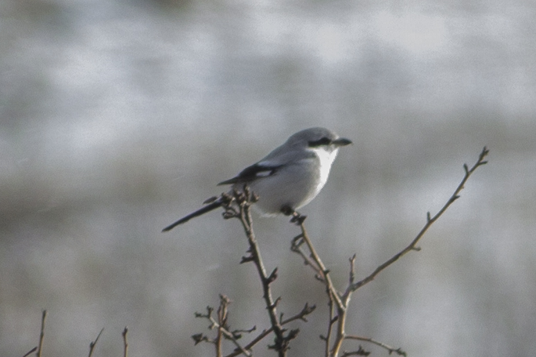 Great Grey Shrike