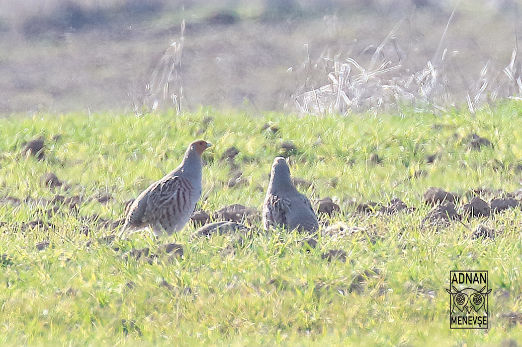 Grey Partridge