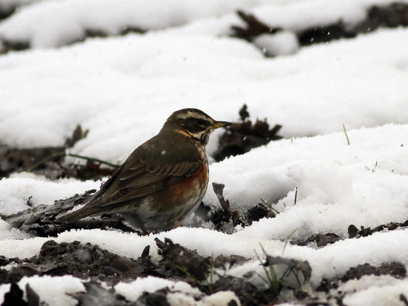 Redwing