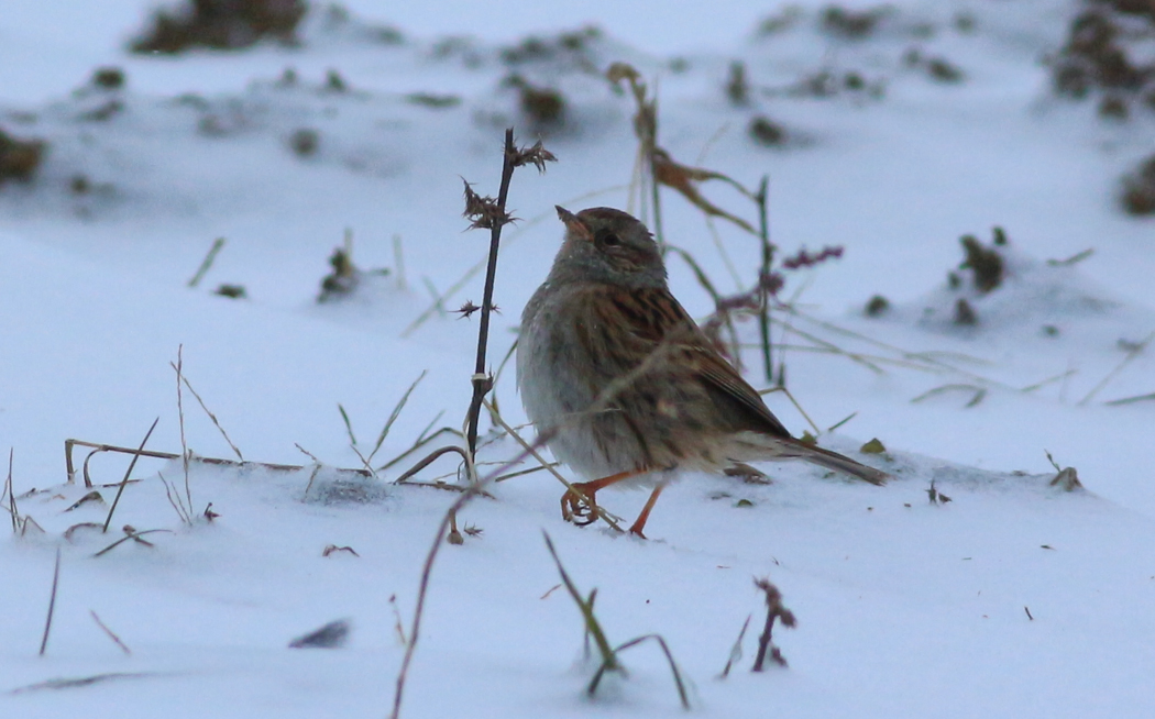 Dunnock