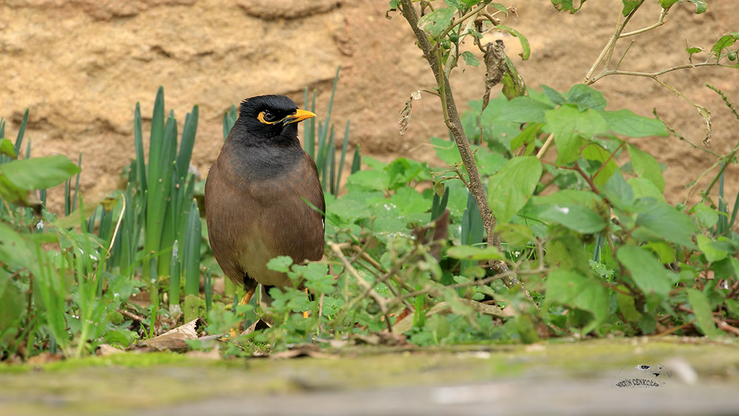 Common Myna