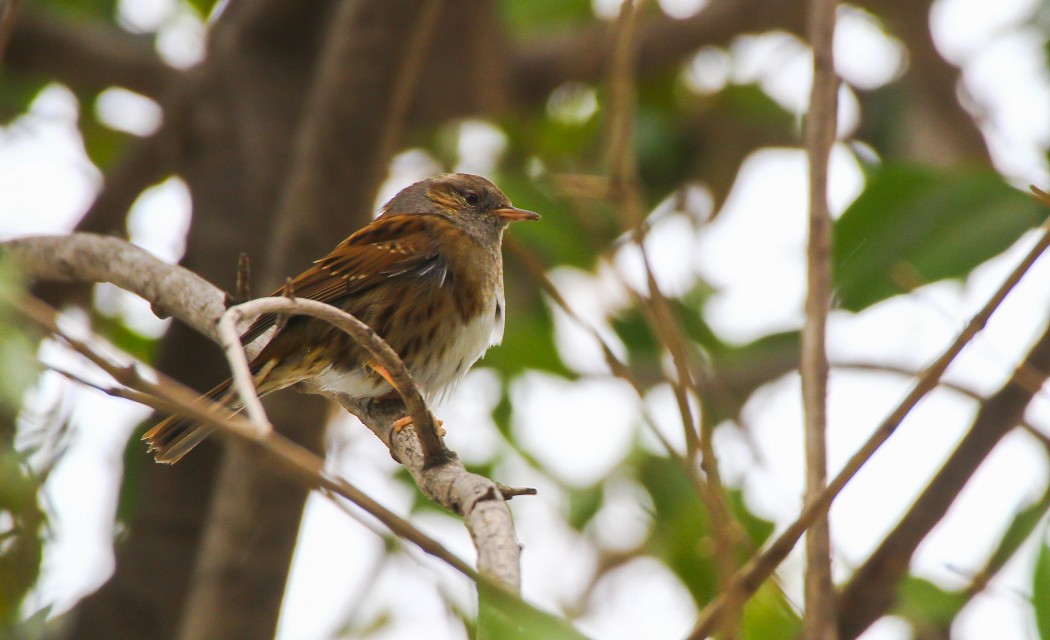 Dunnock