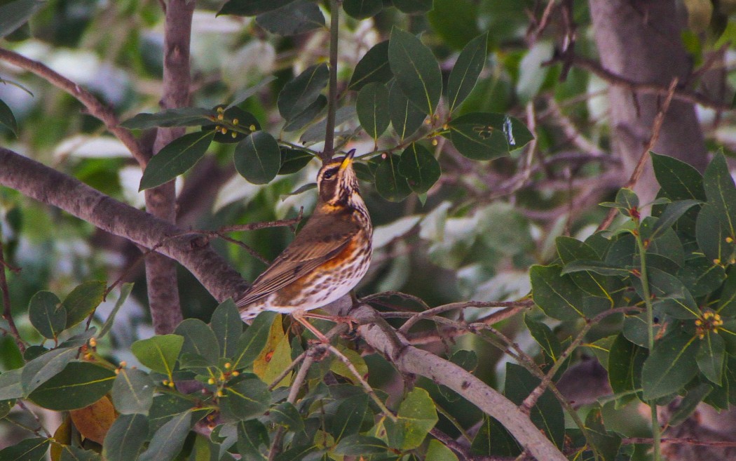 Redwing